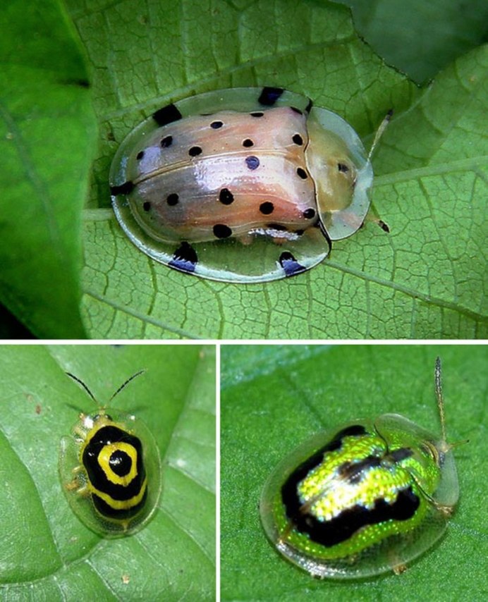 Бронзовка золотистая (Cetonia aurata)