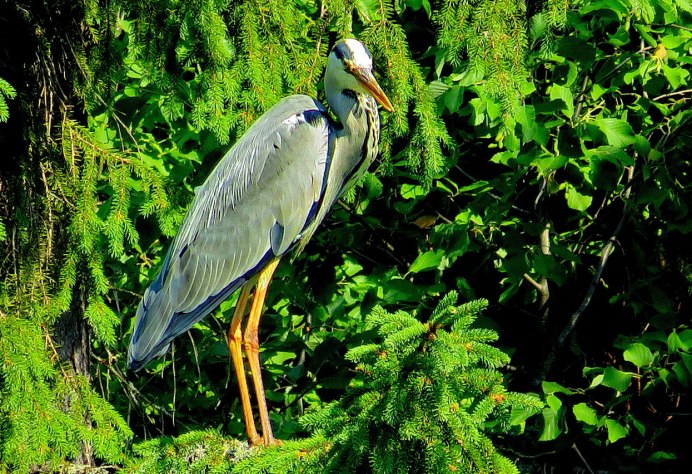Мадагаскарская цапля