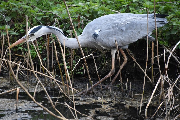 Болотная птица похожая на цаплю