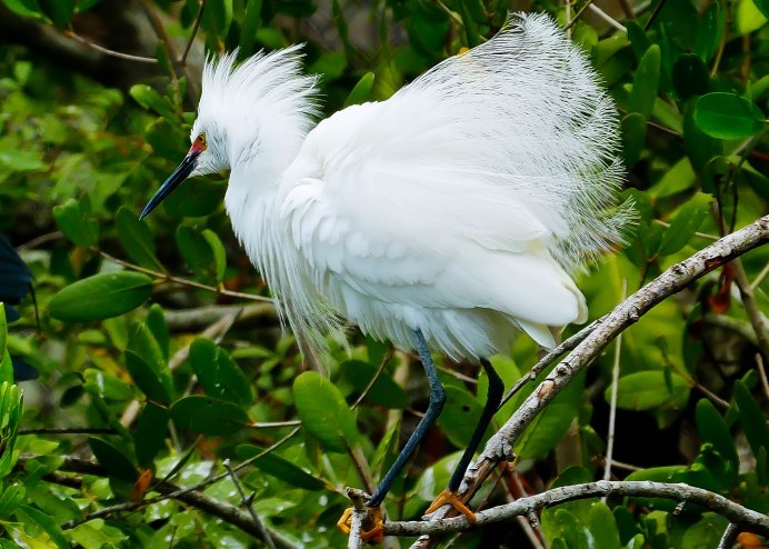 Водно болотные птицы