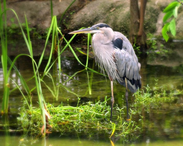 Мадагаскарская цапля