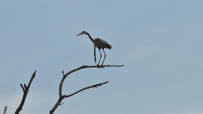 Херон цапля птенец