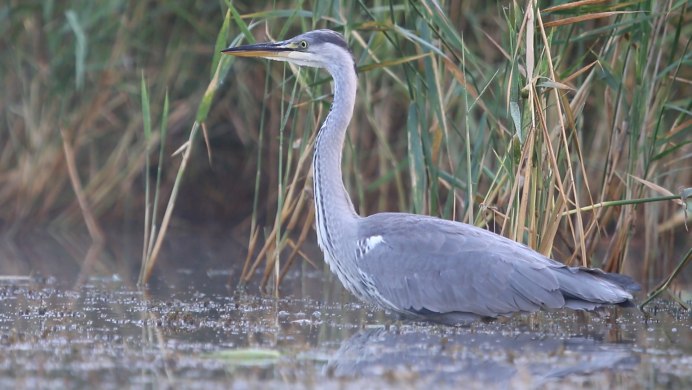 Цапля и Пеликан