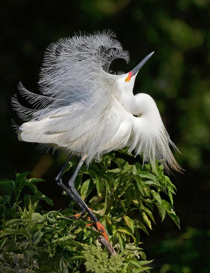 Большая голубая цапля