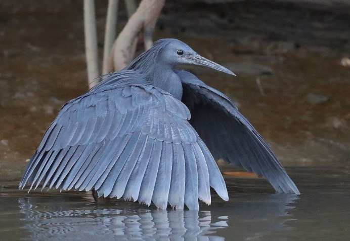 Белая цапля взлетает с болота