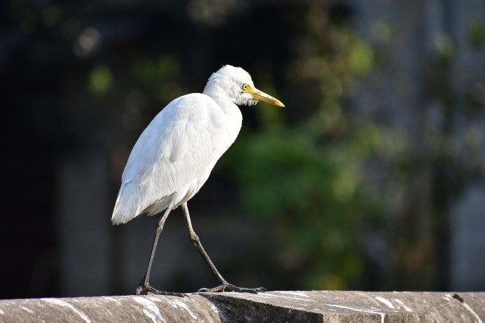 Египетская цапля