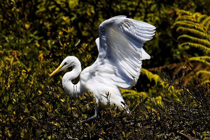 Белая цапля Индия
