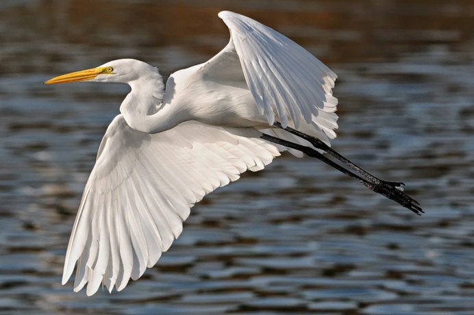 Животные реки Великой