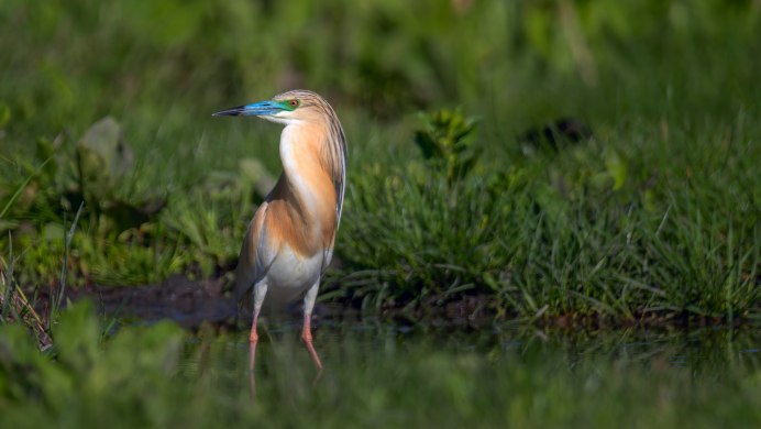 Цапли в лотосах