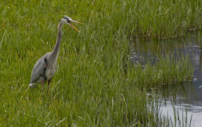 Great Blue Heron птица