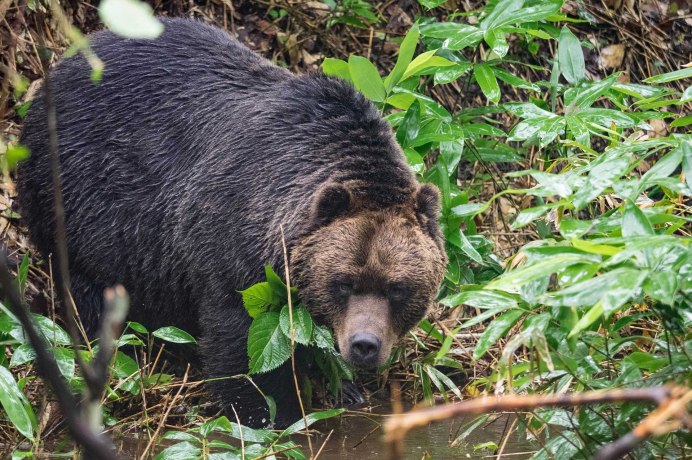 Бурый медведь (Ursus arctos)