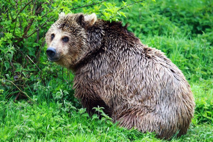 Гризли Grizzly, Гризли, медведь.
