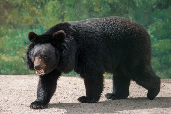 Бурый медведь (Ursus arctos) Камчатка