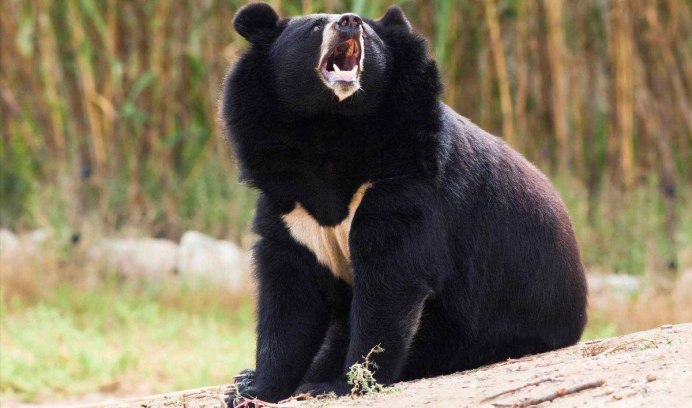 Бурый медведь – Ursus arctos l.