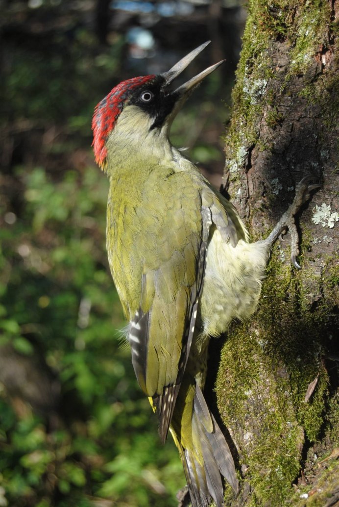 Picus viridis (зеленый дятел)