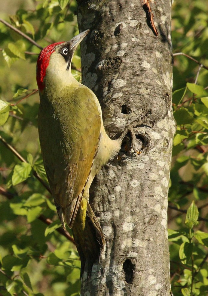 Picus viridis (зеленый дятел)