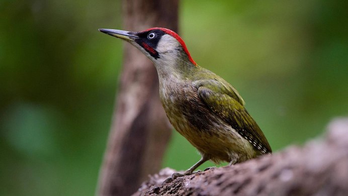 Picus viridis (зеленый дятел)
