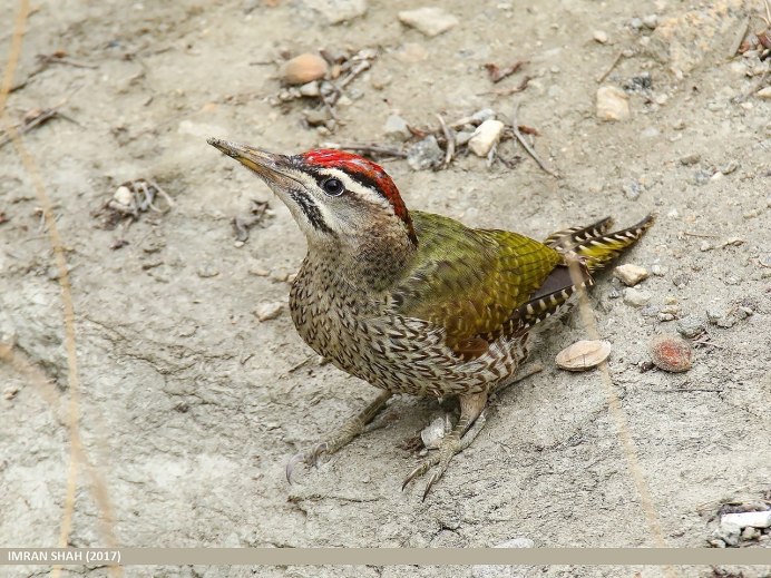 Зеленый дятел -Picus viridis Linnaeus (1758)
