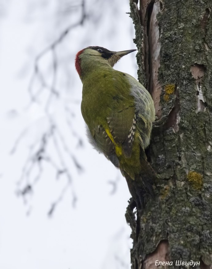 Red Crested Turaco