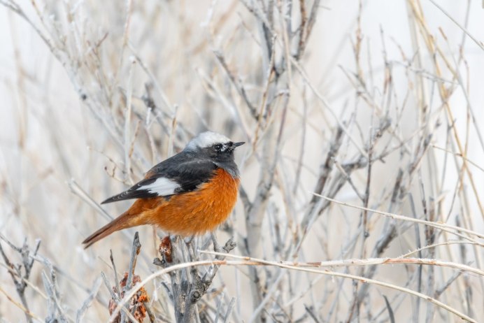 Guldenstadt's Redstart
