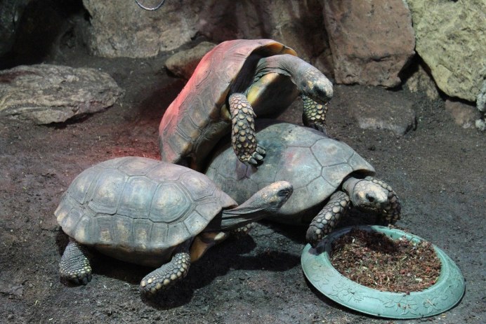 Красная черепаха (la Tortue rouge), 2016