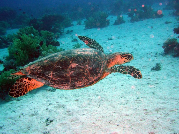 Spiny Softshell Turtle