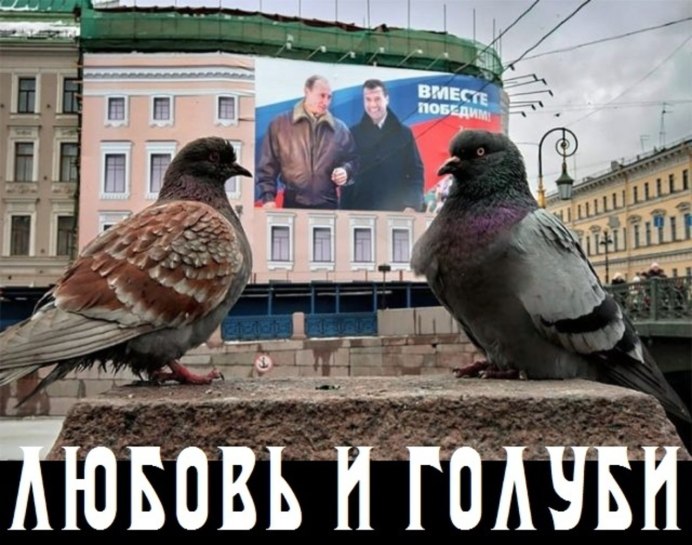 Голуби черно Пегий Турман