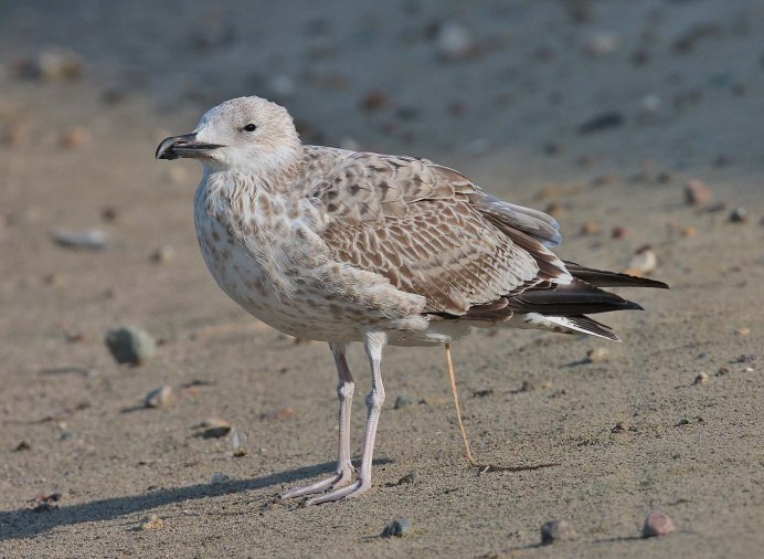 Larus cachinnans Южная серебристая Чайка