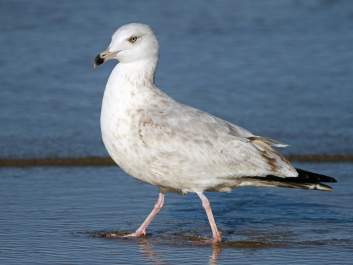 Larus smithsonianus