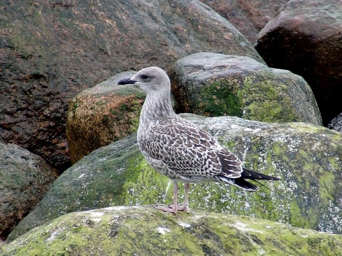 Серебристая Чайка Larus argentatus