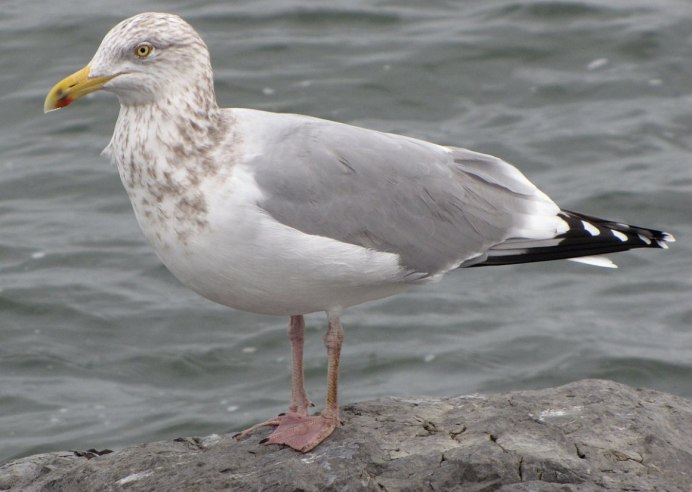 Серебристая Чайка Larus argentatus