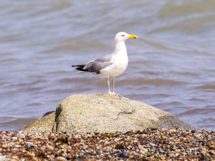 Серебристая Чайка Larus argentatus