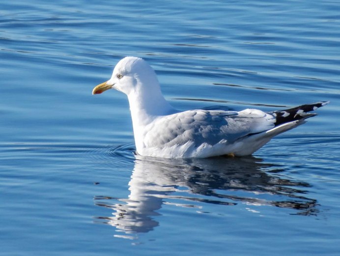 Серебристая Чайка Larus argentatus