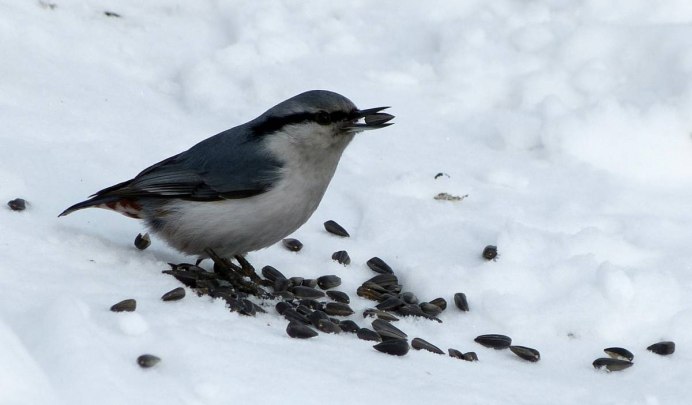 Зяблик (fringilla COELEBS)