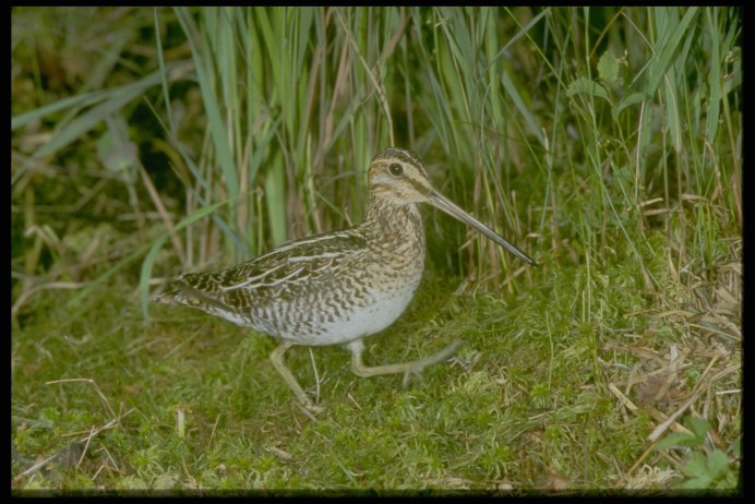 Лапы Кулика