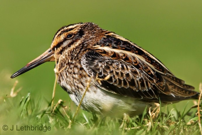 Перепончатопалый песочник