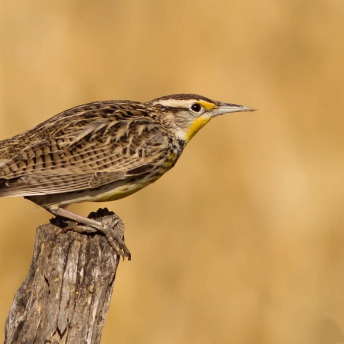 Бекас птица в полете