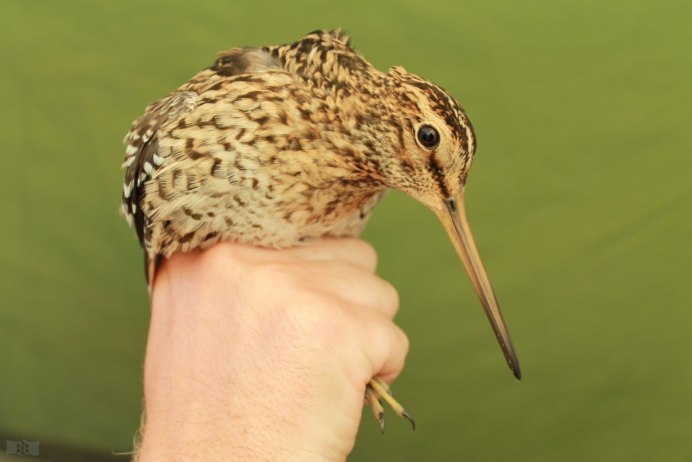 Бекас птица