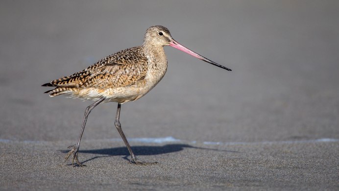 Кулик Бекас (Gallinago Gallinago)