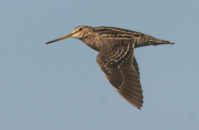 Перепончатопалый улит