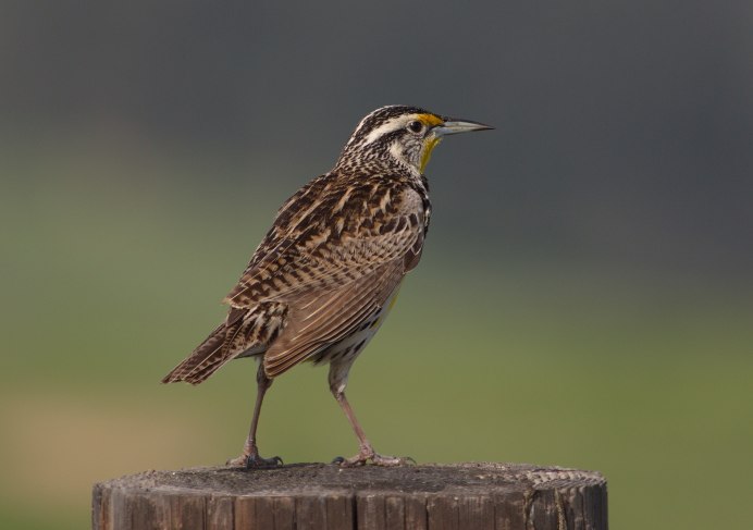Кулик Бекас (Gallinago Gallinago)