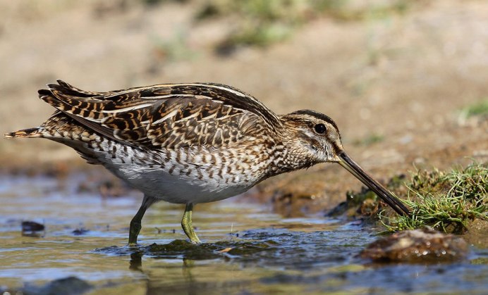 Малый веретенник Limosa lapponica