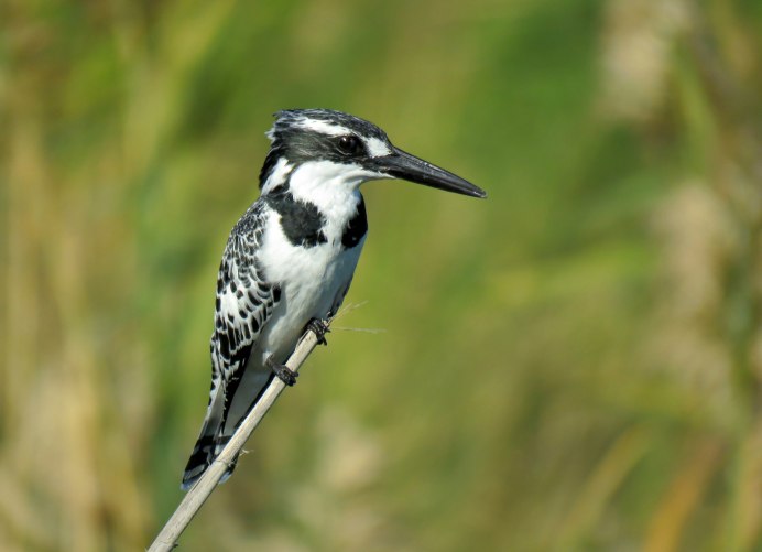 Птица с длинным тонким клювом