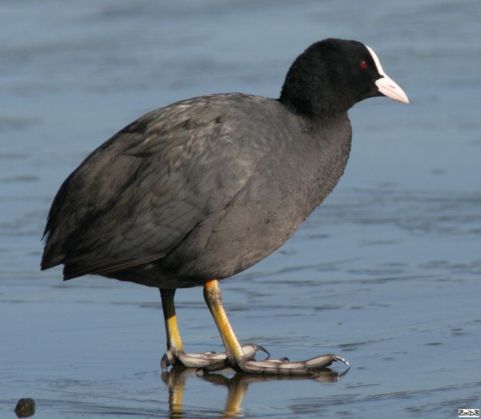Камышница Gallinula chloropus