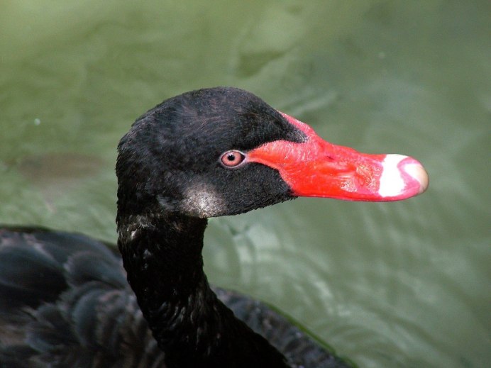 Moorhen (Gallinula chloropus) o