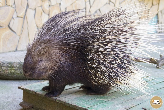 Дикобраз hystrix cristata