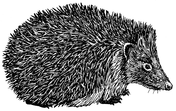 Гребенчатый Дикобраз hystrix cristata
