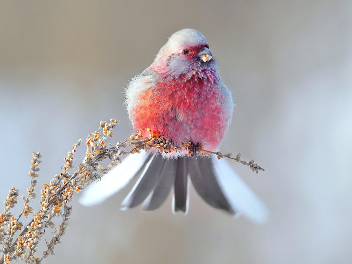 Урагус (длиннохвостая чечевица, длиннохвостый Снегирь) (Uragus sibiricus)