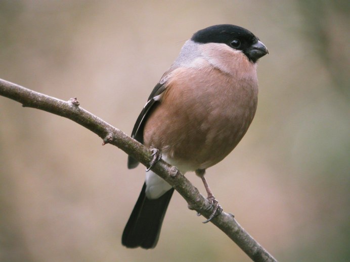 Petroica rodinogaster