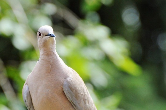 Обыкновенная Горлица (Streptopelia Turtur)